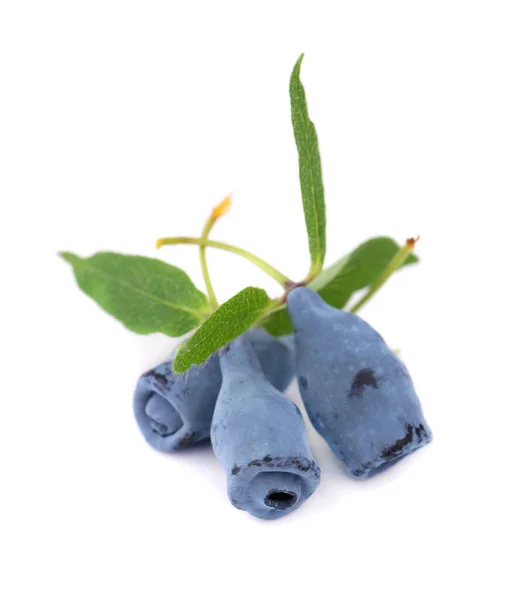 Madreselva Fresca Frutos Baya Azul Con Hoja Aislada Sobre Fondo — Foto de Stock