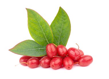 Elaeagnus multiflora beyaz arka planda izole edilmiş. Kirazlı elaeagnus, kirazlı gümüş çilek, gumi, gumi