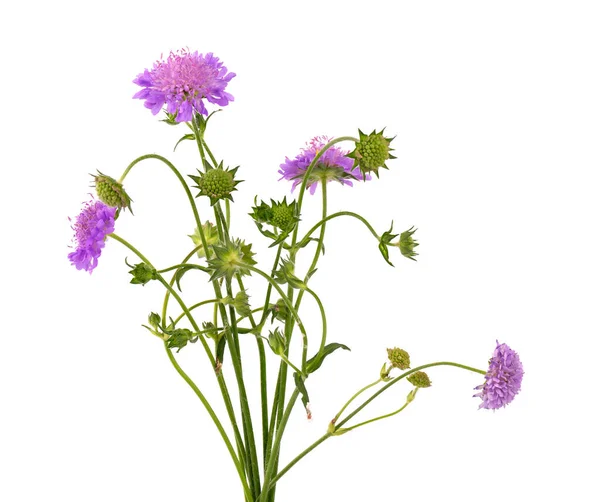 Fält Scabious Flower Isolerad Vit Bakgrund Knautia Arvensis Vacker Blommande — Stockfoto