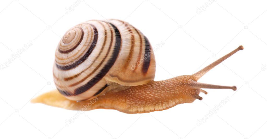 Garden snail in front, isolated on white background