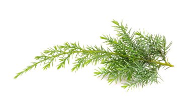 Beyaz arka planda izole edilmiş ardıç dalı. Peyzaj tasarımı için süs bitkileri