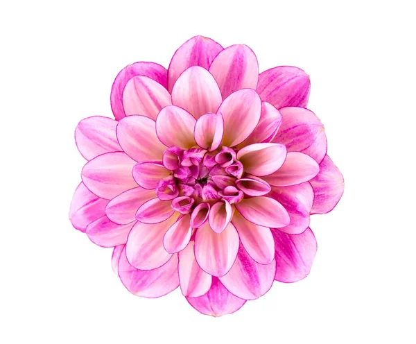 Dahlia Bloem Roze Dahlia Bloem Geïsoleerd Witte Achtergrond Met Clipping — Stockfoto