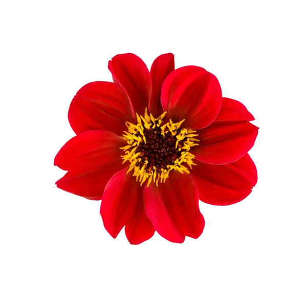 Dahlia Flower Red Dahlia Flower Isolated White Background Clipping Path — Stock Photo, Image