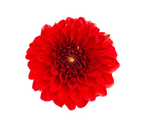 Dahlia Flower Red Dahlia Flower Isolated White Background Clipping Path — Stock Photo, Image