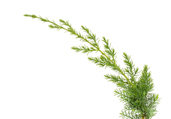 Jalovcová Větvička Izolovaná Bílém Pozadí Okrasné Rostliny Pro Design Krajiny Stock Snímky