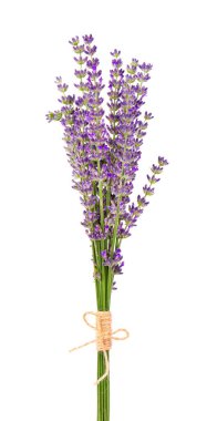 Beyaz arka planda bir demet lavanta çiçeği. Lavanta çiçeği yaprakları. Şifalı bitkiler.