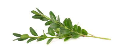 Boxwood şubesi beyaz arka planda izole edilmiş. Yeşil boxwood filizi. Kesme yolu olan buxus.