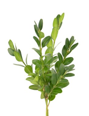 Boxwood şubesi beyaz arka planda izole edilmiş. Yeşil boxwood filizi. Kesme yolu olan buxus.