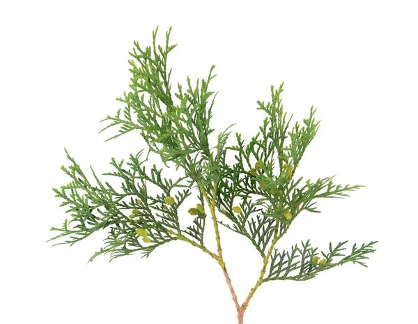 Arborvitae branch, isolated on white background. Green thuja sprig. — Stock Photo, Image