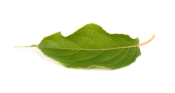 Zelená větev listů kiwi, izolovaná na bílém pozadí. Jaro s listy kiwi. — Stock fotografie
