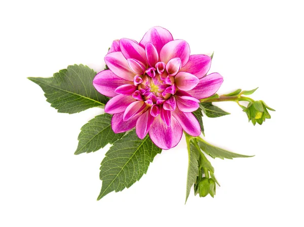 Fleur de dahlia. Fleur rose de dahlia aux feuilles vertes, isolée sur fond blanc, avec chemin de coupe. Vue du dessus. — Photo