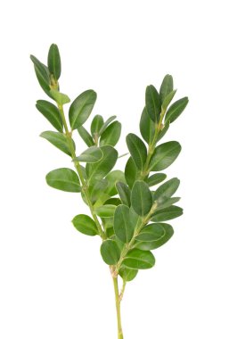 Boxwood şubesi beyaz arka planda izole edilmiş. Yeşil boxwood filizi. Kesme yolu olan buxus