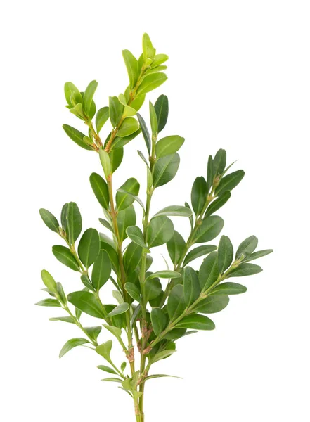 Boxwood şubesi beyaz arka planda izole edilmiş. Yeşil boxwood filizi. Kesme yolu olan buxus