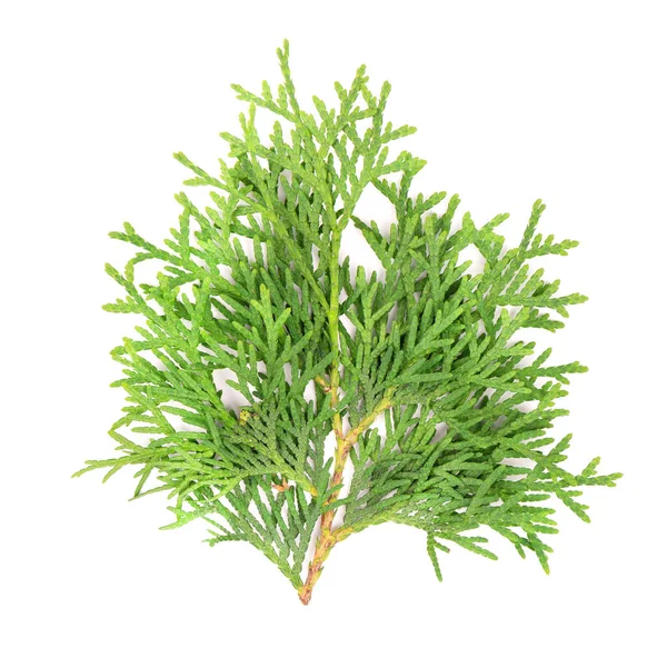 Zelená Větev Arborvitae Izolovaná Bílém Pozadí Zelená Thuja Sprig — Stock fotografie