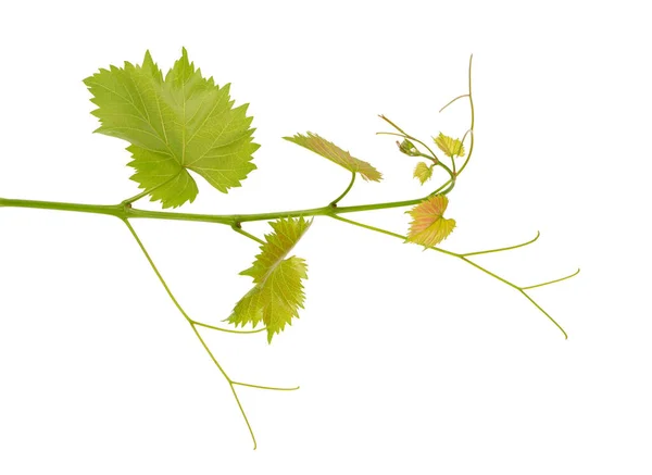 Üzüm üzümünün yeşil dalı beyaz arkaplanı izole etti. Üzüm yaprakları ile bahar. — Stok fotoğraf