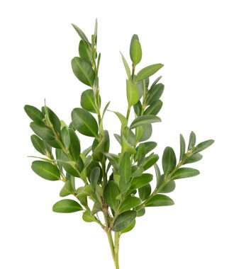 Boxwood şubesi beyaz arka planda izole edilmiş. Yeşil boxwood filizi. Kesme yolu olan buxus
