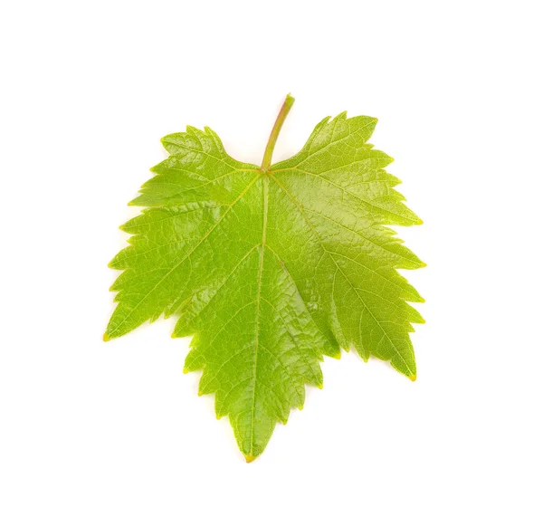 Hojas Uva Verde Aisladas Sobre Fondo Blanco Primavera Con Hojas — Foto de Stock