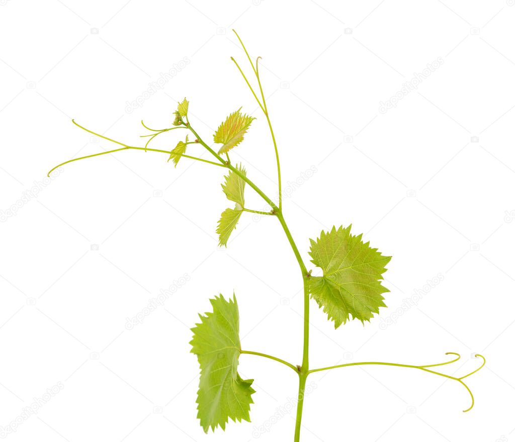 Green grape leaves isolated on white background. Spring with leaves of grape vine