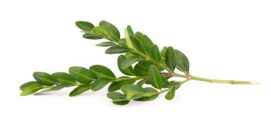 Boxwood şubesi beyaz arka planda izole edilmiş. Yeşil boxwood filizi. Kesme yolu olan buxus