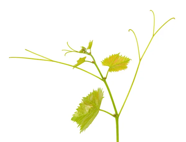 Зеленая Ветвь Виноградной Лозы Изолирован Белый Фон Весна Листьями Виноградной — стоковое фото