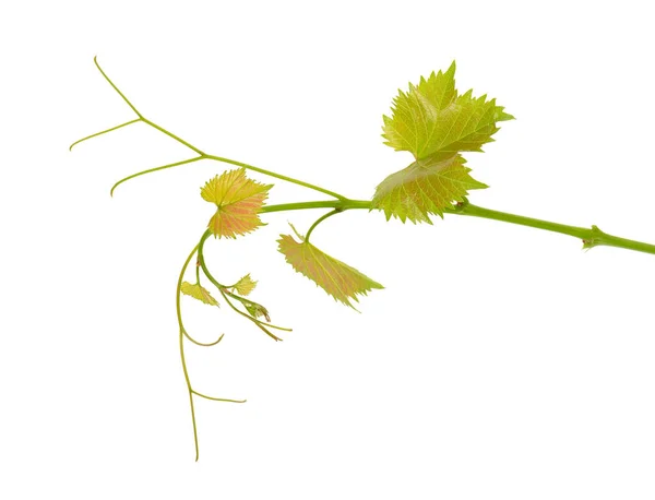 Üzüm Üzümünün Yeşil Dalı Beyaz Arkaplanı Izole Etti Üzüm Yaprakları — Stok fotoğraf
