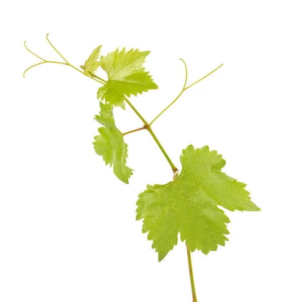 Grüner Zweig Der Weinrebe Isoliert Weißen Hintergrund Frühling Mit Blättern — Stockfoto