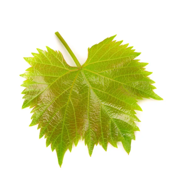 Зеленый Виноград Листья Изолированы Белом Фоне Весна Листьями Виноградной Лозы — стоковое фото