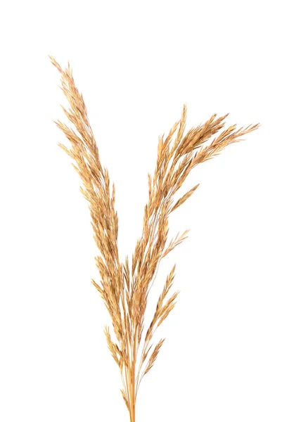 Gedroogde wilde aardebloem, geïsoleerd op witte achtergrond. Spikelet bloemen wilde weideplanten. — Stockfoto