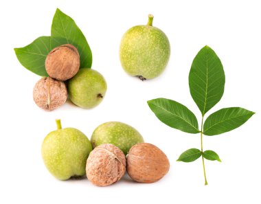 Yeşil ceviz, beyaz arka planda izole edilmiş. Soyulmuş ceviz ve çekirdekler. Ceviz dalı.