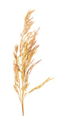 Kurumuş yabani dikenli çiçekler, beyaz arka planda izole edilmiş. Dikenli çiçekler yabani çayır bitkileri