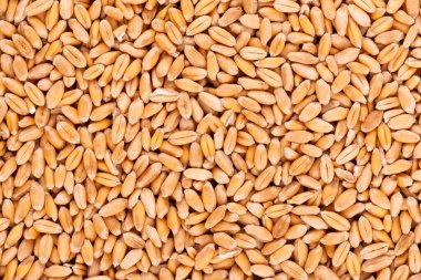Buğday taneleri arka planda. İşlenmiş organik kuru buğday tohumları
