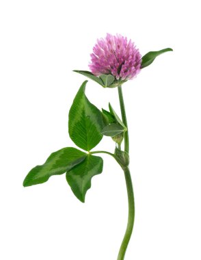 Yonca çiçeği beyaz arka planda izole edilmiş. Yeşil yapraklı bir sapta pembe yonca. Şifalı bitki.