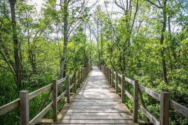 Acarlar Sel Ovası Ormanı (Türkçe: Acarlar Golu Longozu), Sakarya ilinin Sakarya ilçesinde yer alan bir sel yatağı ormanı..