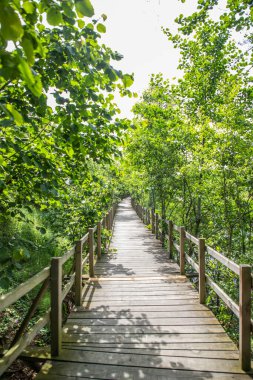 Acarlar Sel Ovası Ormanı (Türkçe: Acarlar Golu Longozu), Sakarya ilinin Sakarya ilçesinde yer alan bir sel yatağı ormanı..