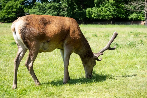 Cervo Rosso Pascolo Parco — Foto Stock