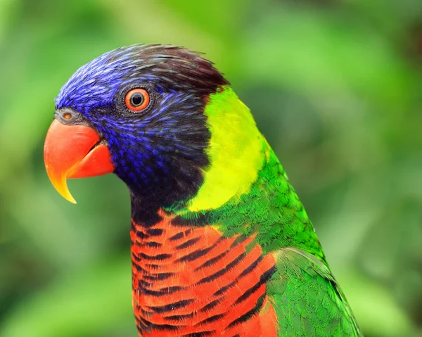 Exotic colored parrot example