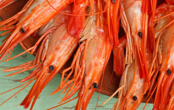 Red shrimp on display