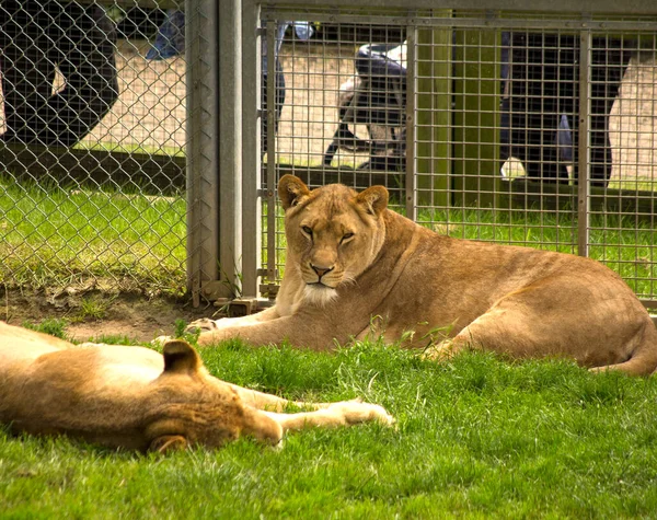 動物園の化合物で疲れたライオン — ストック写真