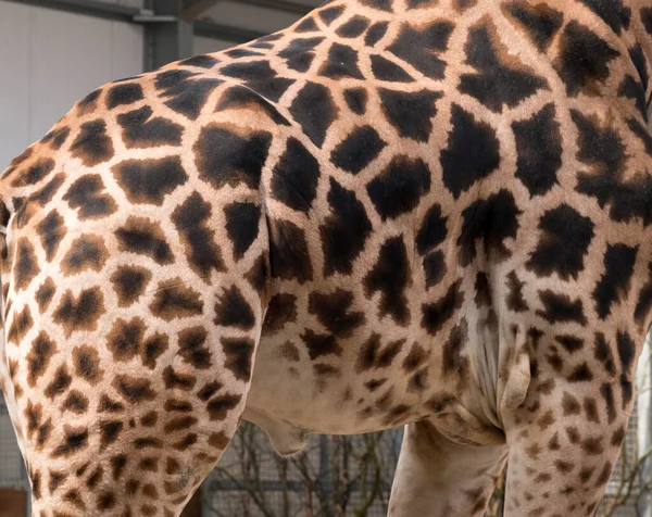 Yetişkin Zürafa Vücut Yapısı — Stok fotoğraf