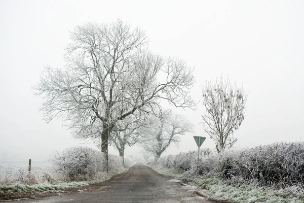 Frosty Bomen Land Rijstrook Scène — Stockfoto