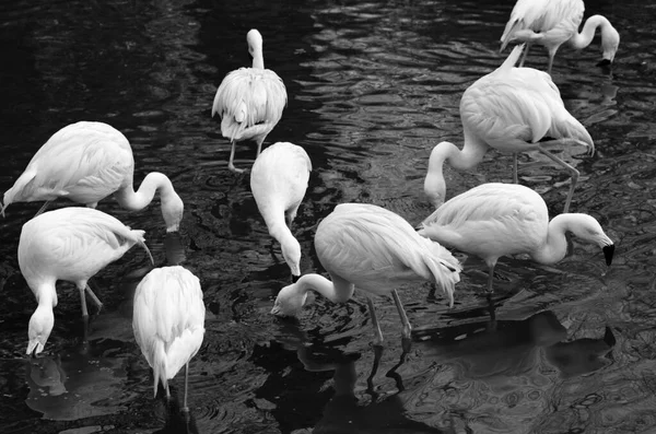 Puste flamingi — Zdjęcie stockowe