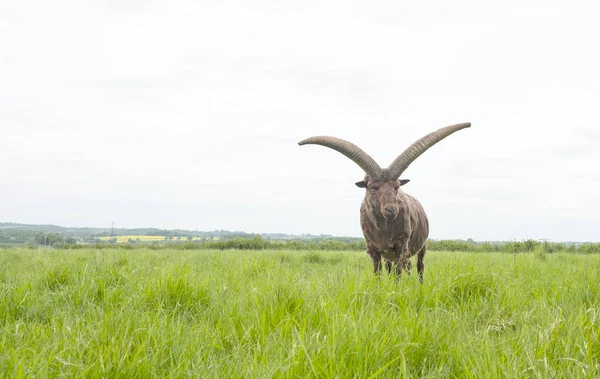 Kleine Ziege Mit Langen Hörnern Auf Einem Feld — Stockfoto