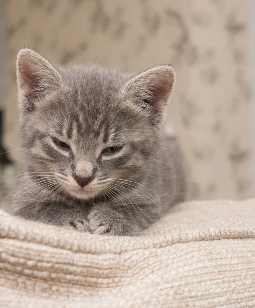 小さな眠いグレーの子猫 — ストック写真