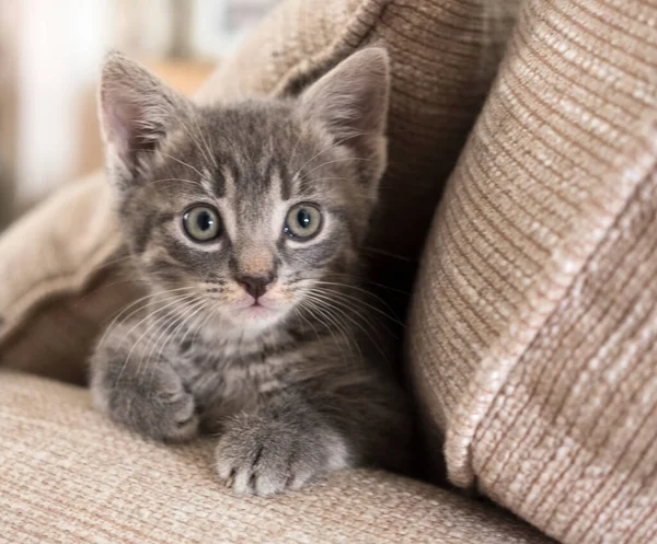 Piccolo Gattino Grigio Allarme — Foto Stock