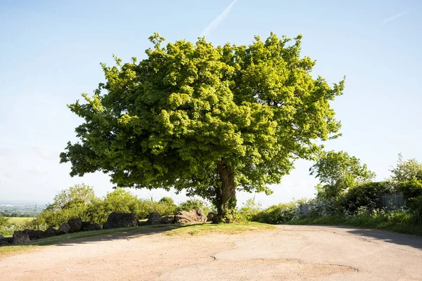 Zomerboom — Stockfoto