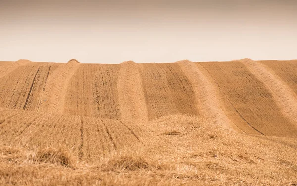 Kuru Buğday Tarlası — Stok fotoğraf