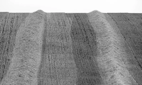 Сухое Пшеничное Поле — стоковое фото