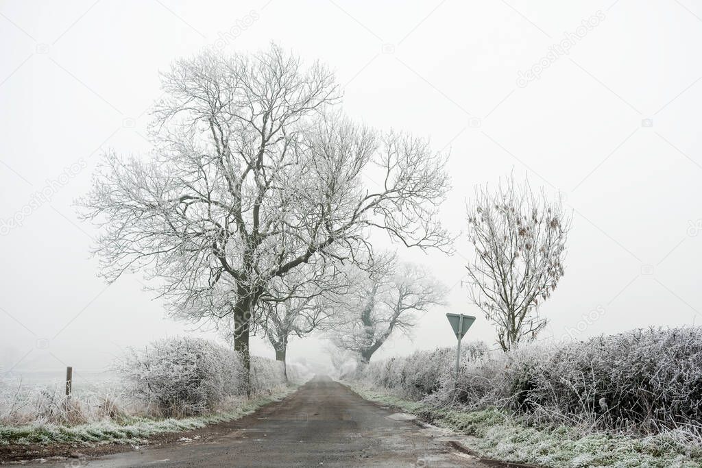 Frosty trees country lane scene