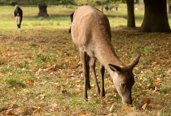 Łeb w dół Jeleń — Zdjęcie stockowe