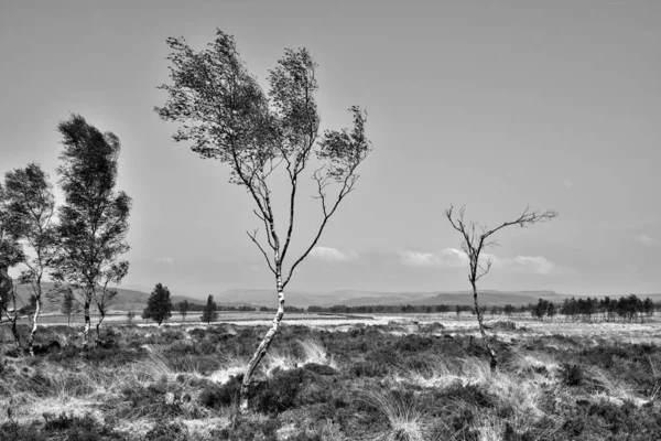 Windswept Land — Stock fotografie